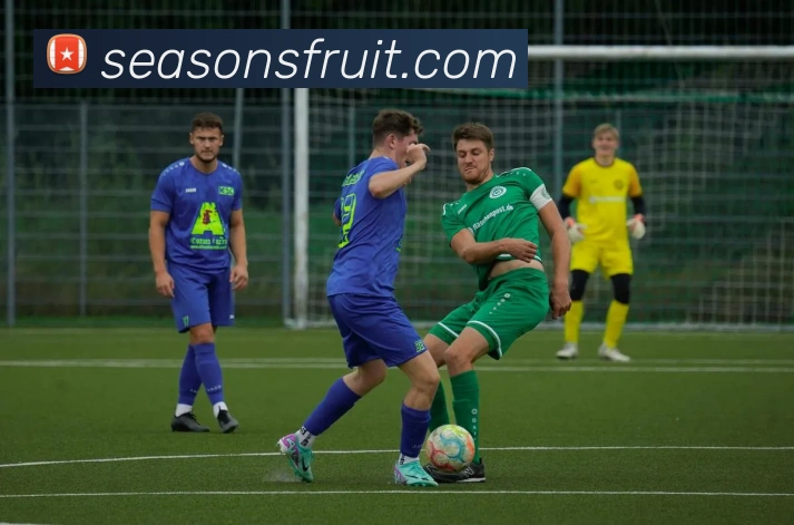 体育直播服务